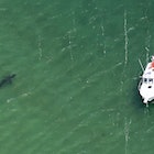 Chatham, MA - August 12:  A Great White Sharks tour boat is guided to a shark along Nauset Beach and...