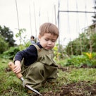 Cute, curious toddler boy with trowel gardening in backyard vegetable garden